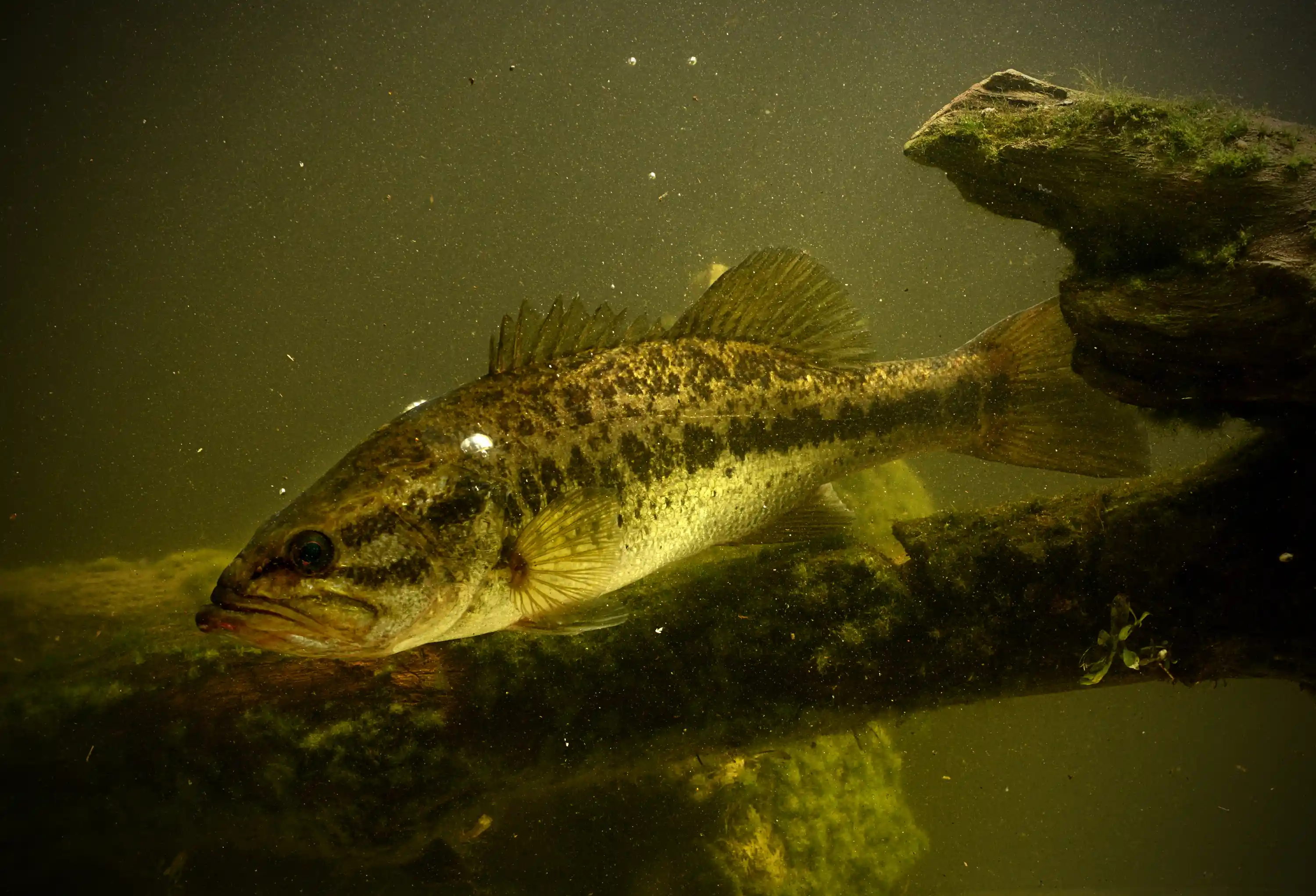 A largemouth bass holding near submerged timber